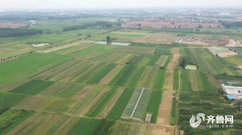 日照西辛興村 土地流轉激活“三變”改革，譜寫鄉村振興新篇章