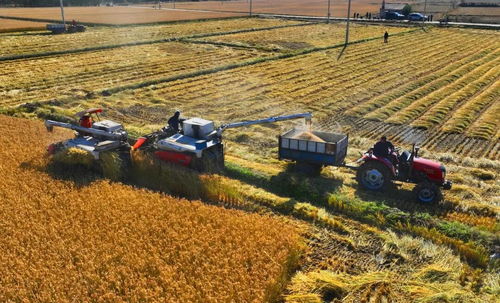 金利農場 稻香滿園，糧袋子與錢袋子雙豐收背后的發展新思路