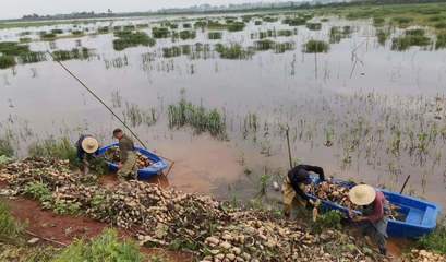 宿松縣金塘村土地整理 鄉村振興的基石與先鋒實踐