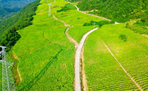 奉節(jié)新篇 貧瘠土地華麗轉(zhuǎn)身，花果之鄉(xiāng)筑夢(mèng)宜居家園